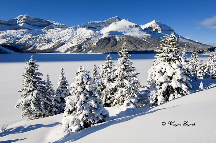 Bow Lake Banff National Park 101 by Dr. Wayne Lynch &copy;